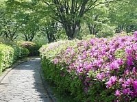 大池公園　つつじ