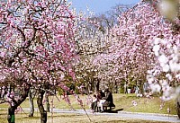 豊橋梅まつり